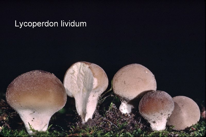 Lycoperdon lividum-amf1927.jpg - Lycoperdon lividum ; Syn1: Lycoperdon spadiceum ; Syn2: Lycoperdon fuscum ; Nom français: Vesse de loup livide